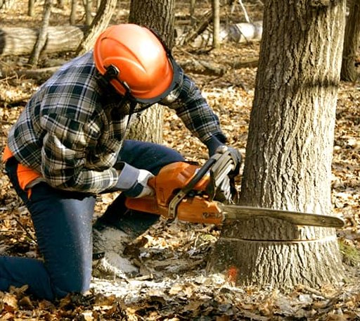 Tree Removal in Goree, TX